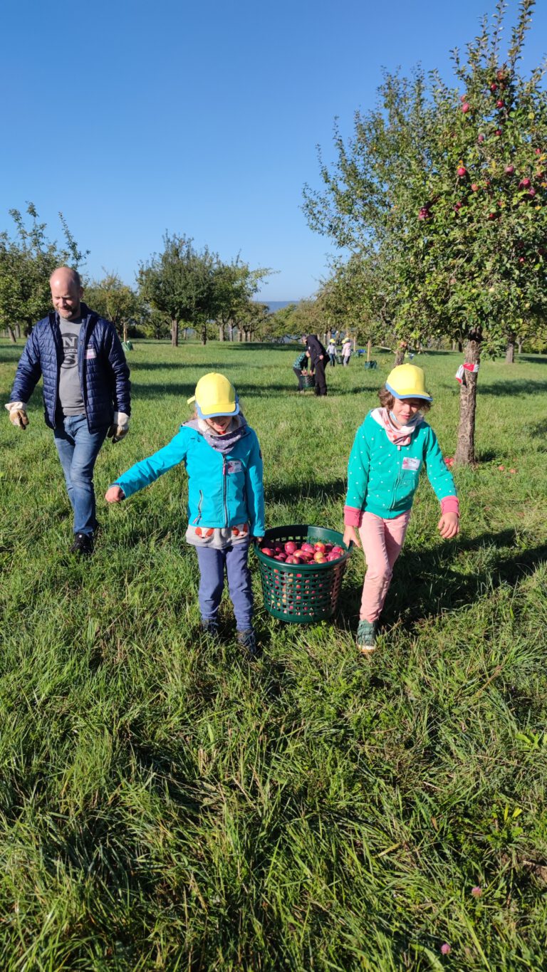 Kinder tragen gesammelte Äpfel zum Anhänger