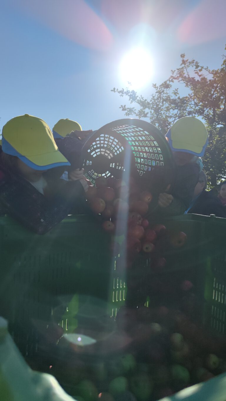 Kinder schütten die gesammelten Äpfel in den Sammelanhänger